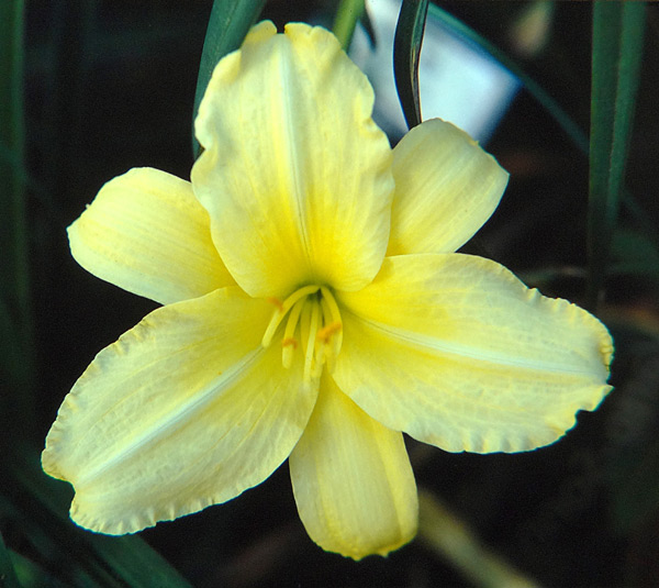 Imperial Lemon