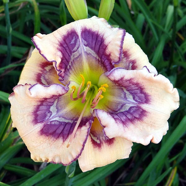 Iris Inez