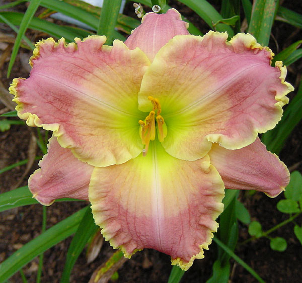 Kalahari Jewel