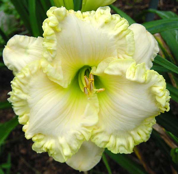 Lacy Border