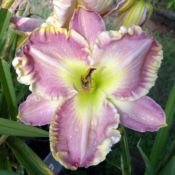 Lavender Infusion