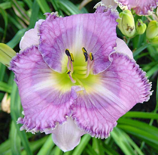 Lavender Tomorrow