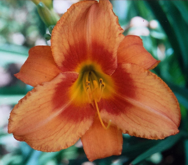 Leebea Orange Crush