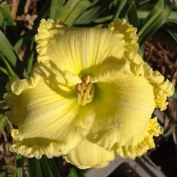 Lemon Enchantment