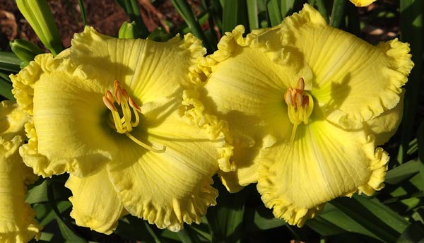 Lemon Enchantment