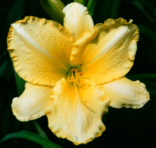 Lemon Piper