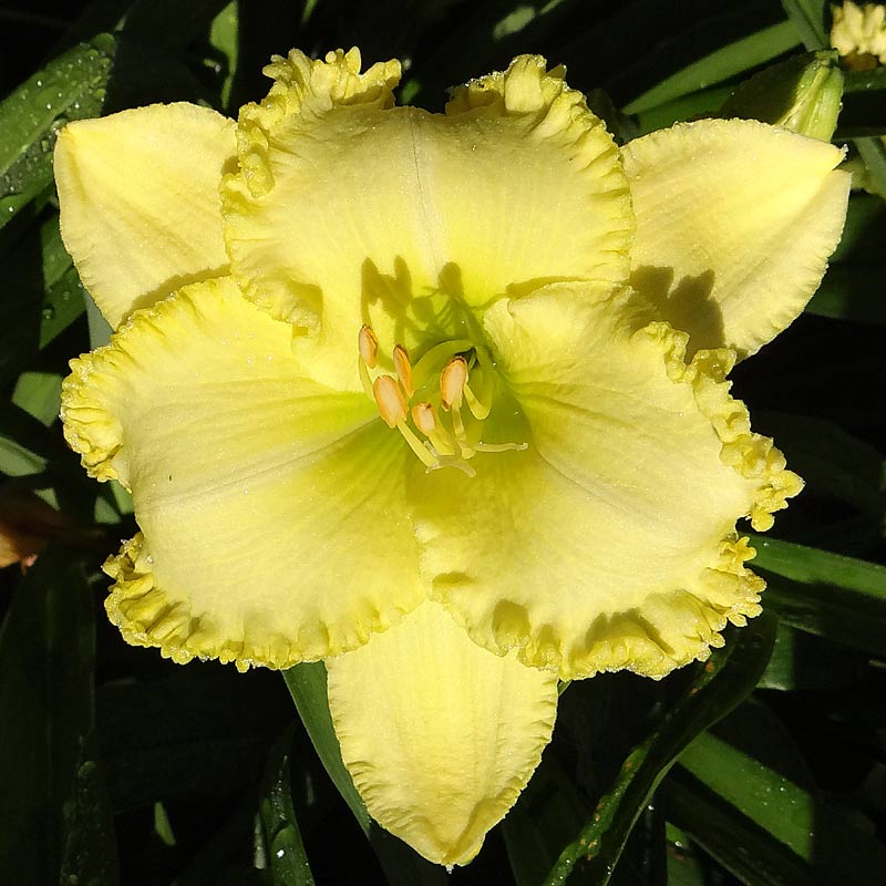 Lemon Starshine