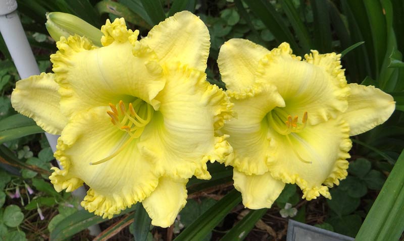 Lemon Starshine