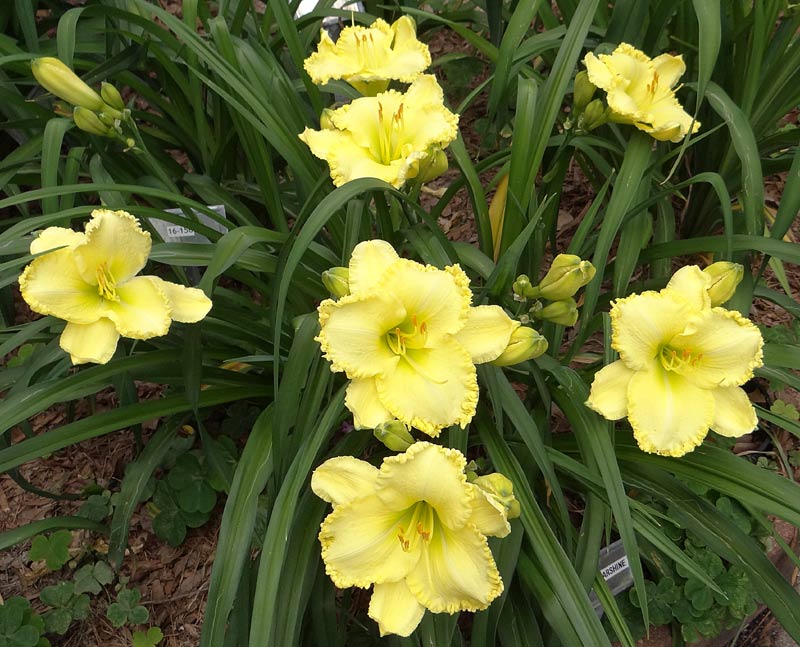 Lemon Starshine