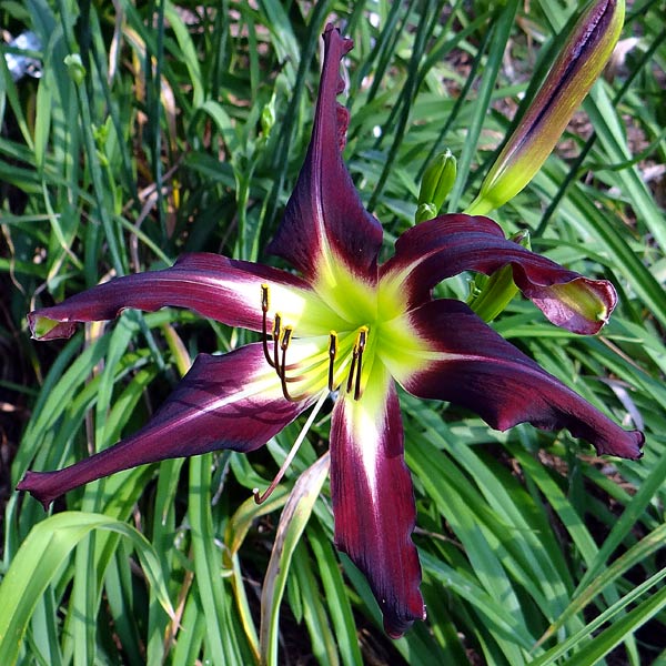 Licorice Twist