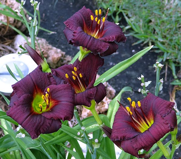 Lil' Black Buds