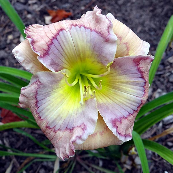 Lone Star Blue Eyes