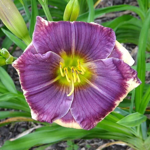 Lone Star Purple Circle