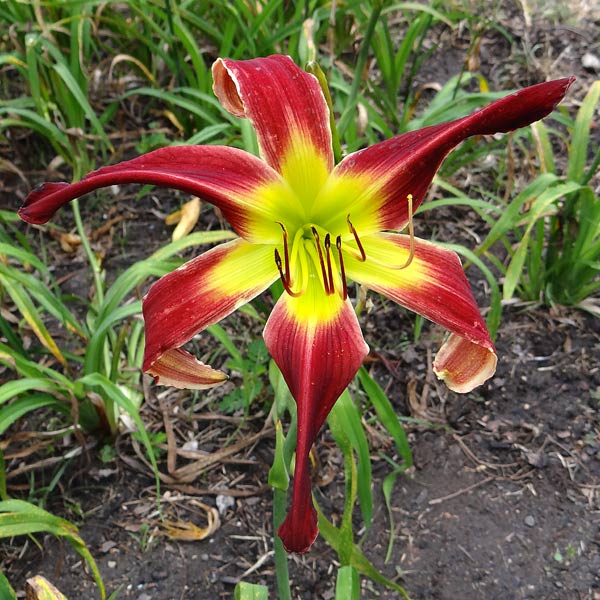 Lone Star Red Stallion