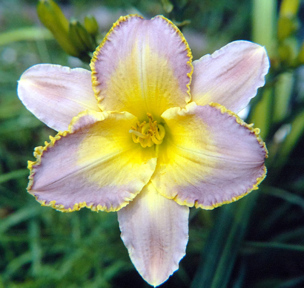 Daylily Picture