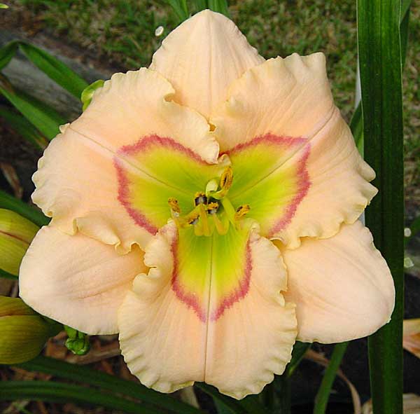 Maleny Debutante