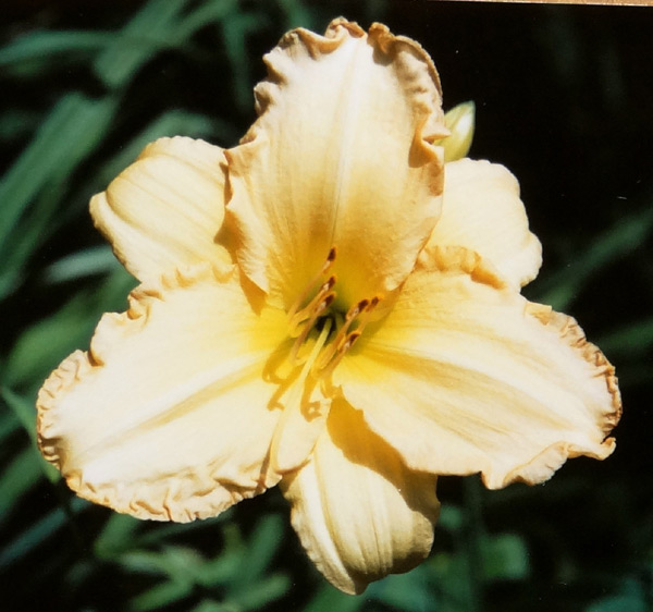Mary Helen