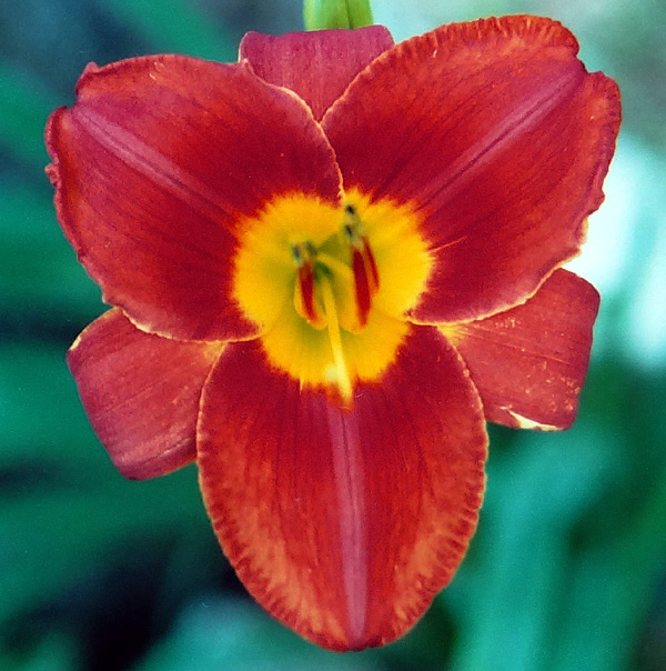 Merle Kent