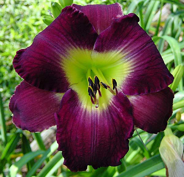 Daylily Picture