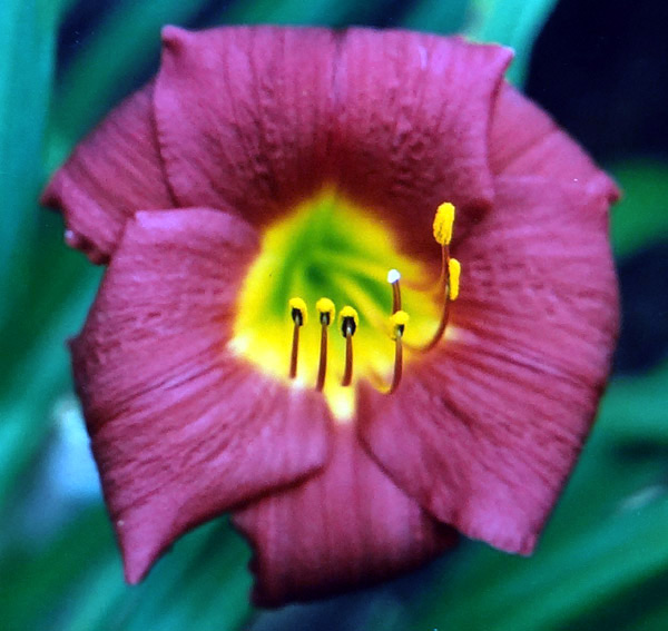 Mojave Maroon