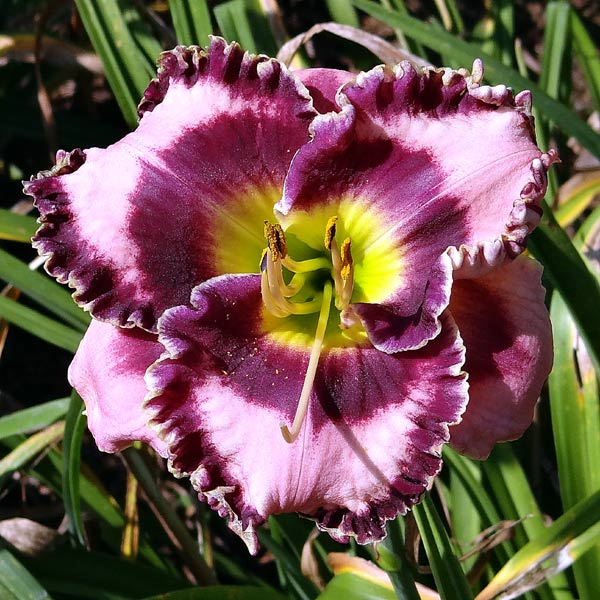 Mountain Wildflower