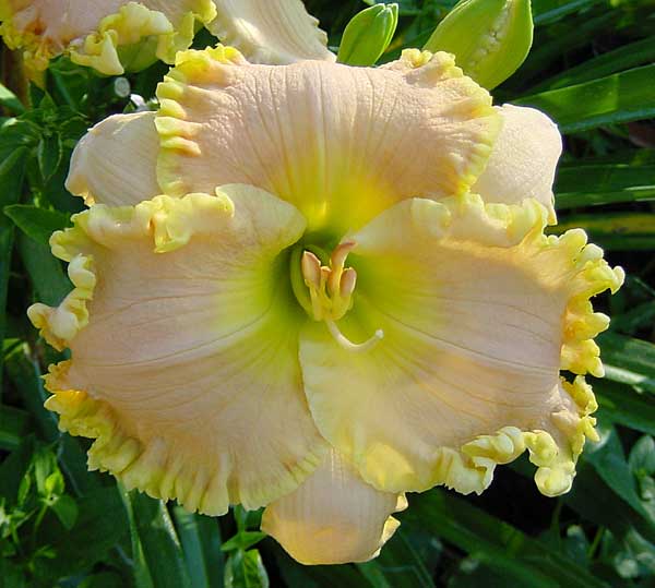 Natchez Lace