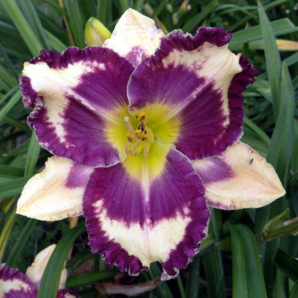 Nicole's Plum Crazy