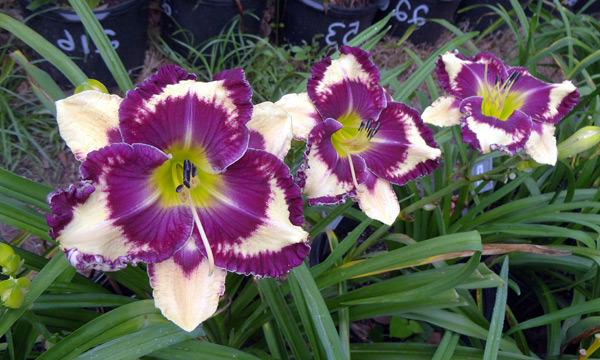 Nicole's Plum Crazy