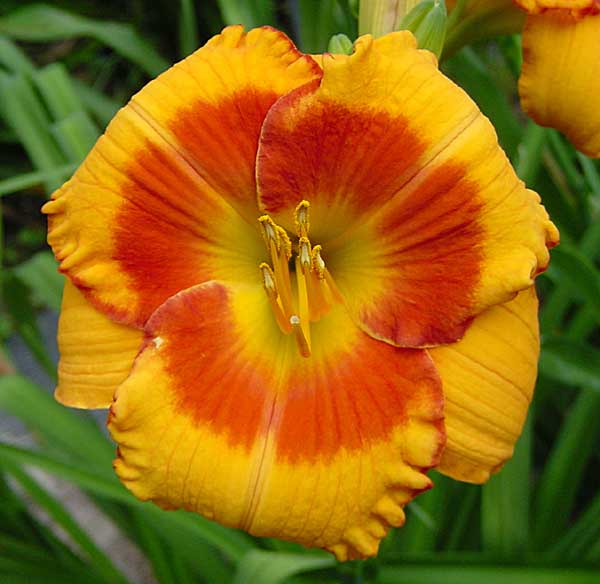 Orange Electric