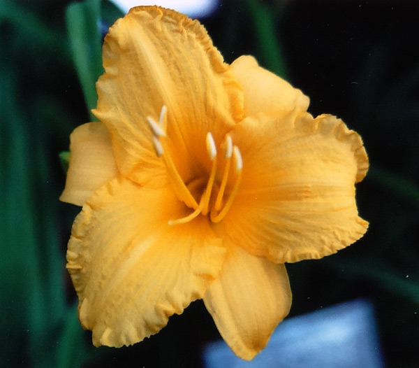Orange Tex