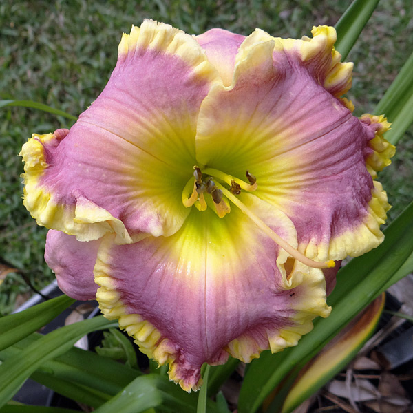 Orchids And Gold