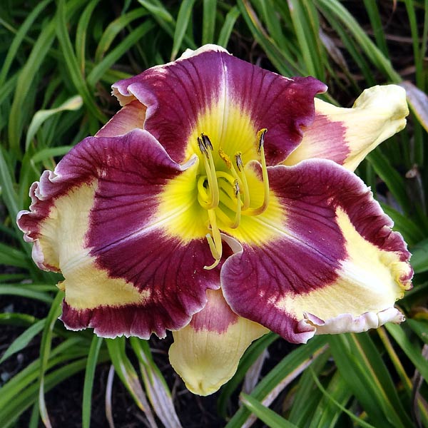 Orene's Petals