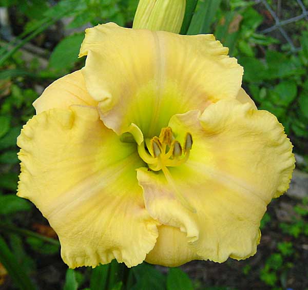 Daylily Picture
