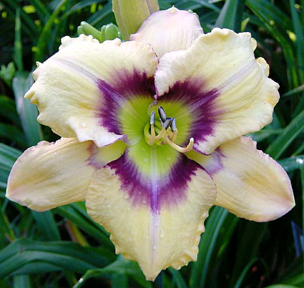 Ornamental Focus