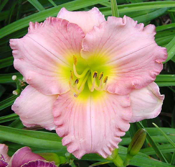 Palladian Pink