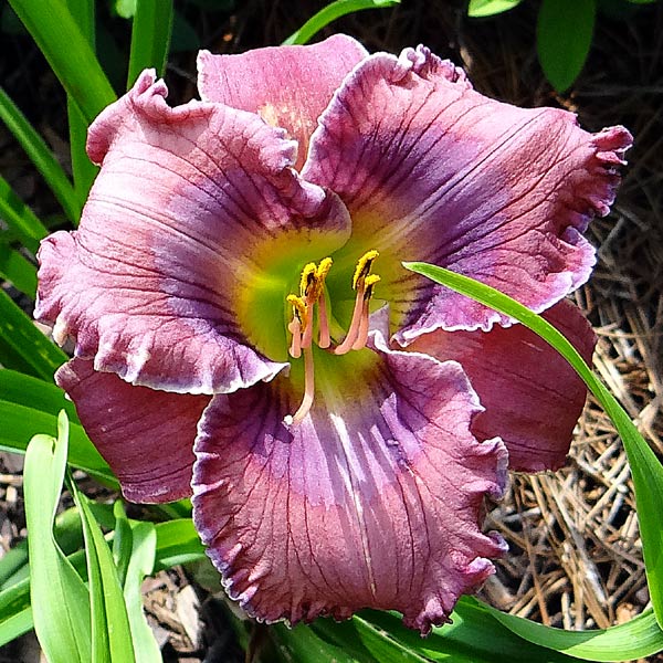 Daylily - Pam Tillis