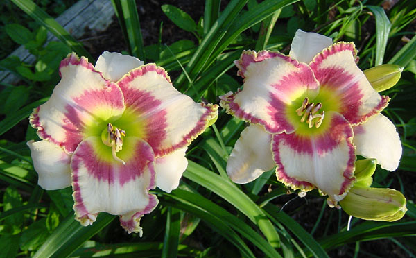 Peppermint Spring