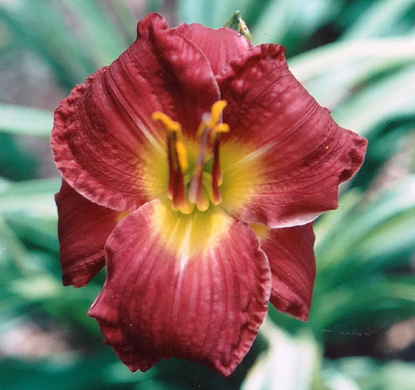 Petite Rouge