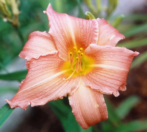 Pink Blossom