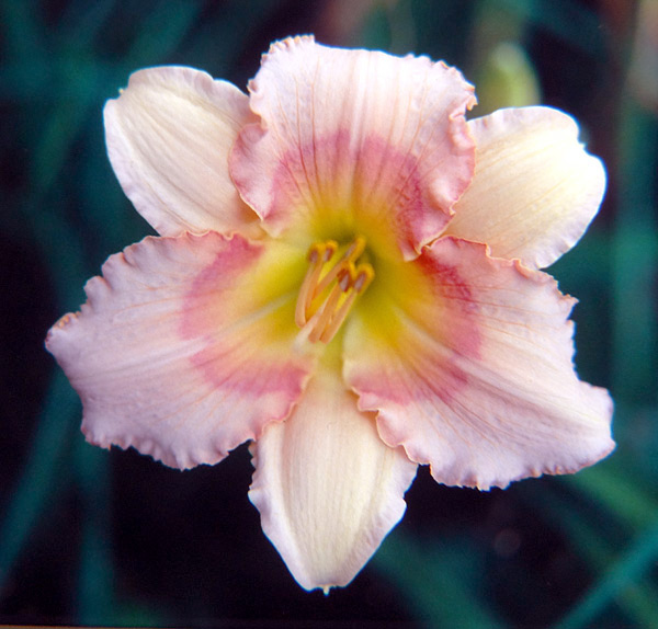 Pink Cotton Candy