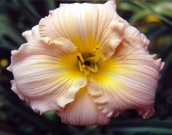 Pink Jubilation