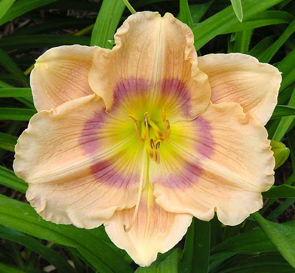 Priscillas Rainbow