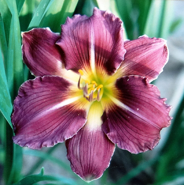 Purple Romance