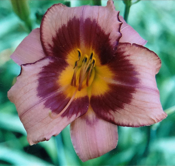 Purple Storm