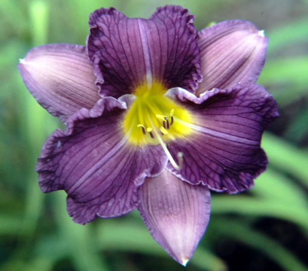 Purple Vision