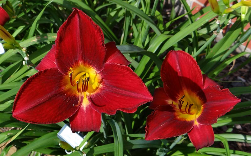 Red Volunteer