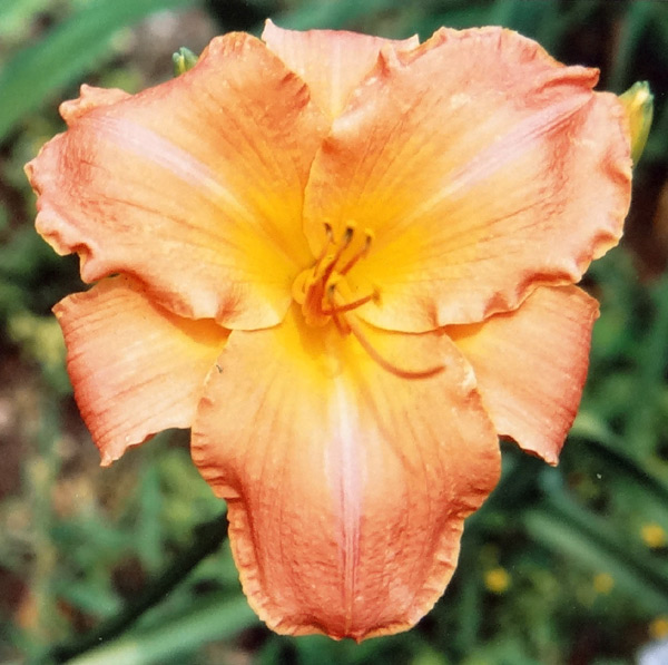 Regal Flame