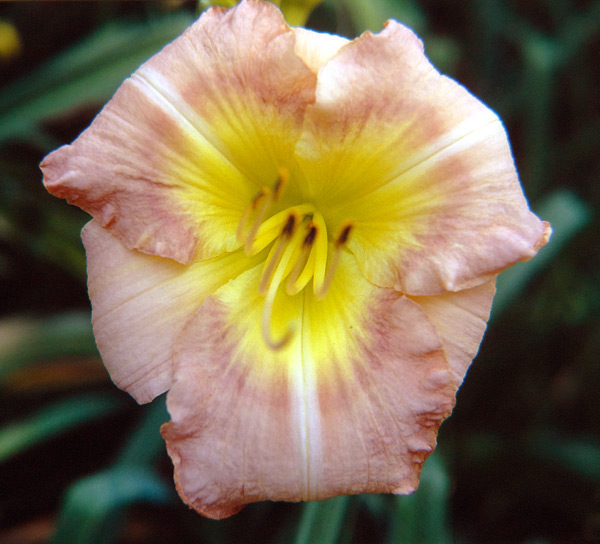 Romanesque Rose
