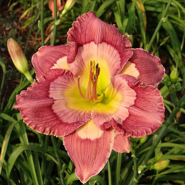 Rose Colored Rainbow