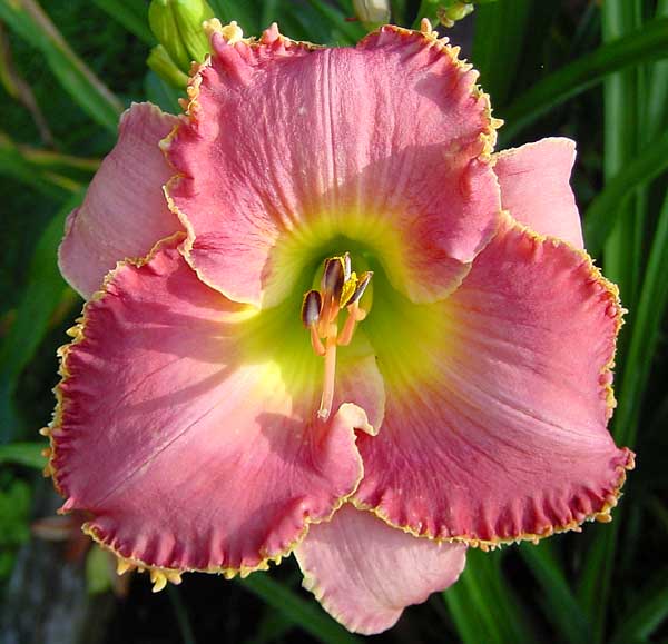 Rose Fireglow
